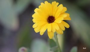 11084233_1087106347972043_5119870400194714728_o