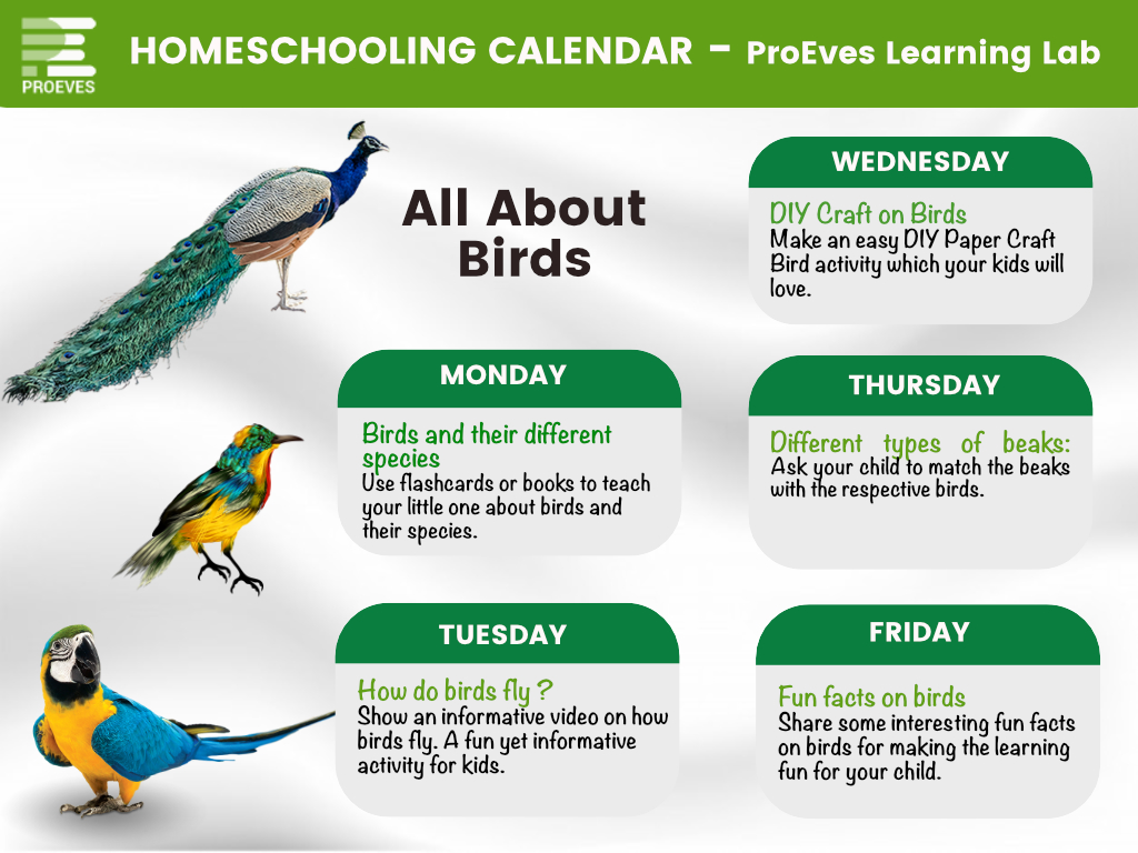 All About Birds Toddler Homeschooling 
