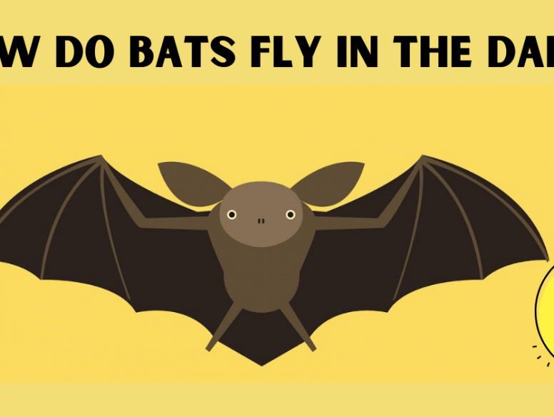 bats